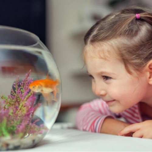 Peces