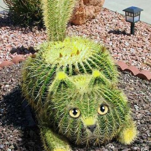 Cactus cat