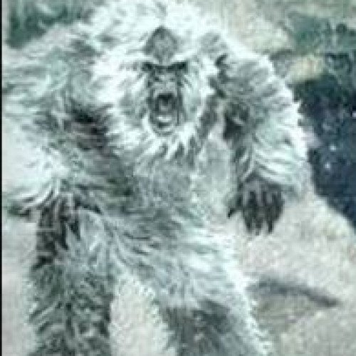 Yeti