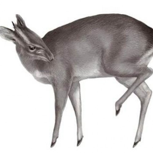 Gilled Antelope