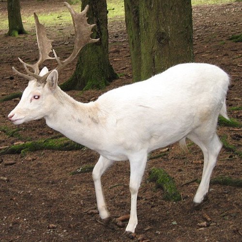 White stag