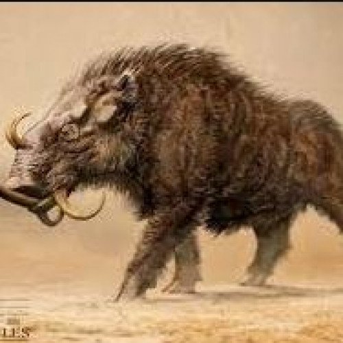 Erymanthian Boar