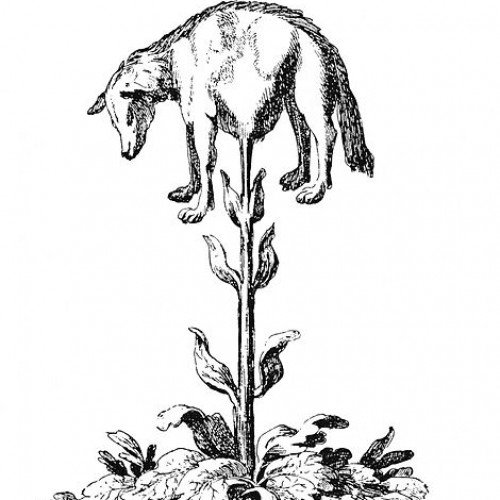 Vegetable Lamb of Tartary