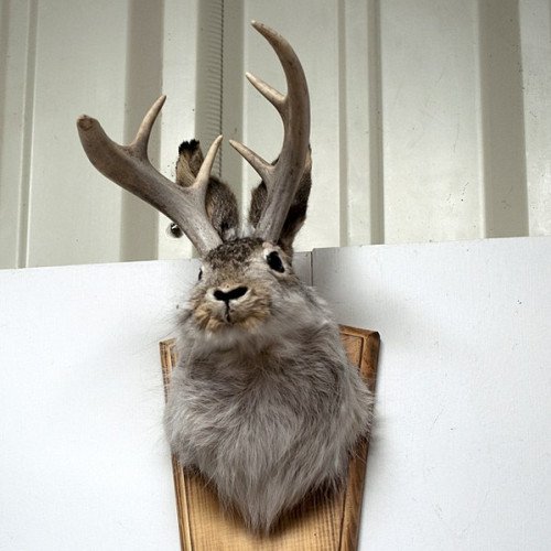 Jackalope