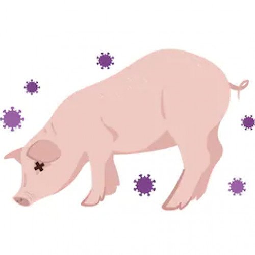 Swine influenza